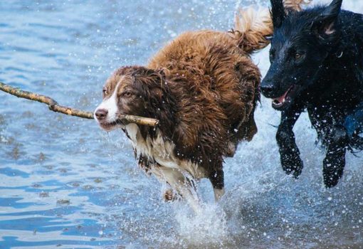 Hunde fröhlich im Wasser