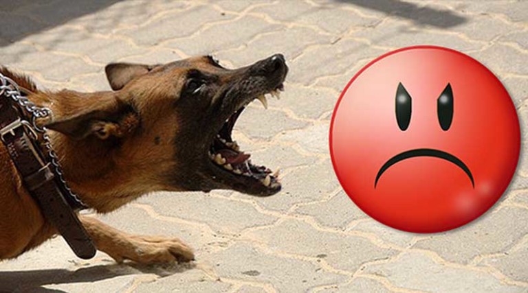 Soll ich meinen Hund gegen Tollwut impfen? • Couchdogs
