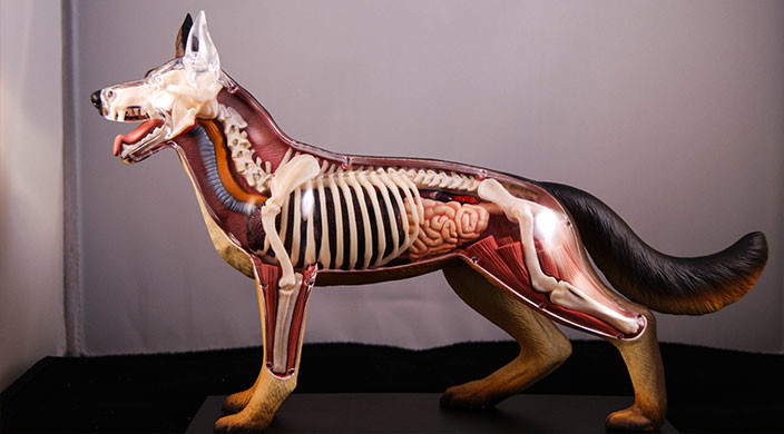 Die Anatomie des Hundes Körperbau im Querschnitt • Couchdogs