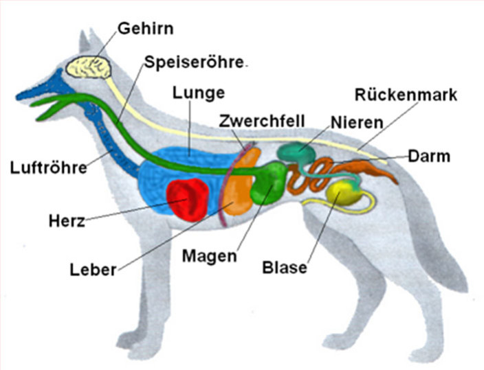 Die Anatomie des Hundes Körperbau im Querschnitt • Couchdogs