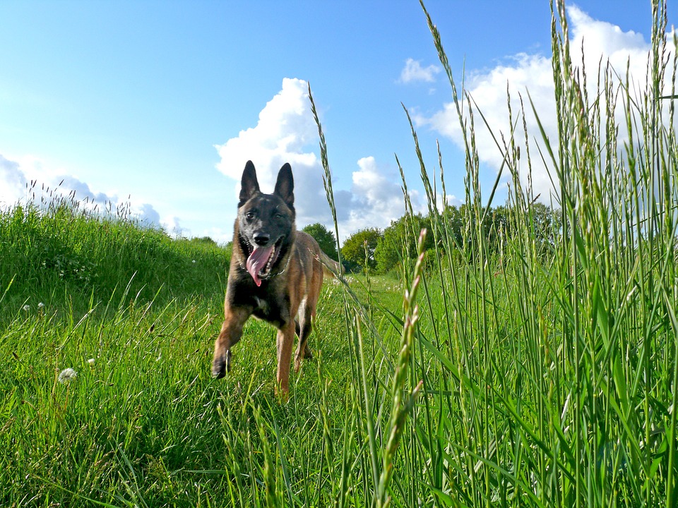 Hund Kommando &quot;Hier&quot; So klappt der Rückruf • Couchdogs