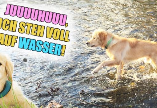 Golden Retriever im Wasser