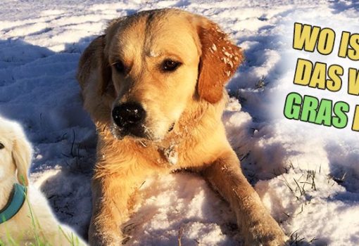 Golden Retriever im Schnee