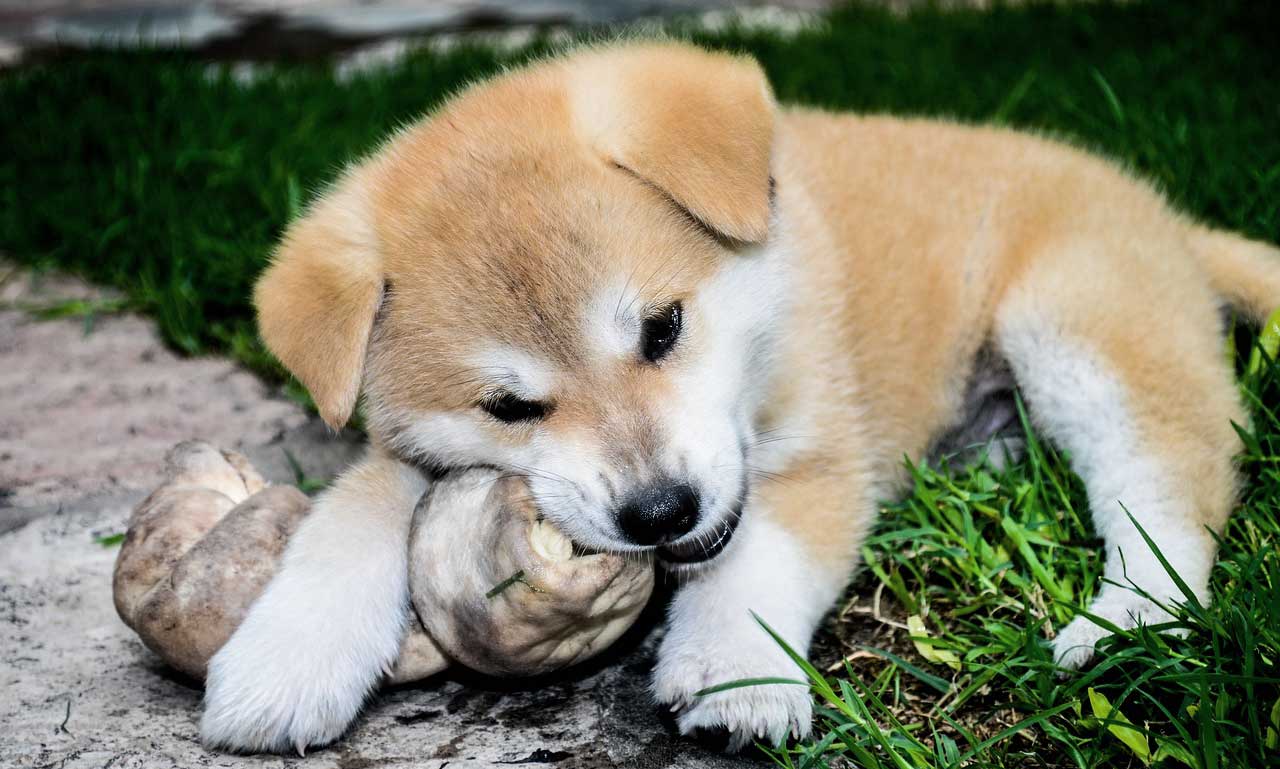 Futterneid Beim Hund In 2 Schritten Abgewöhnen Komplette