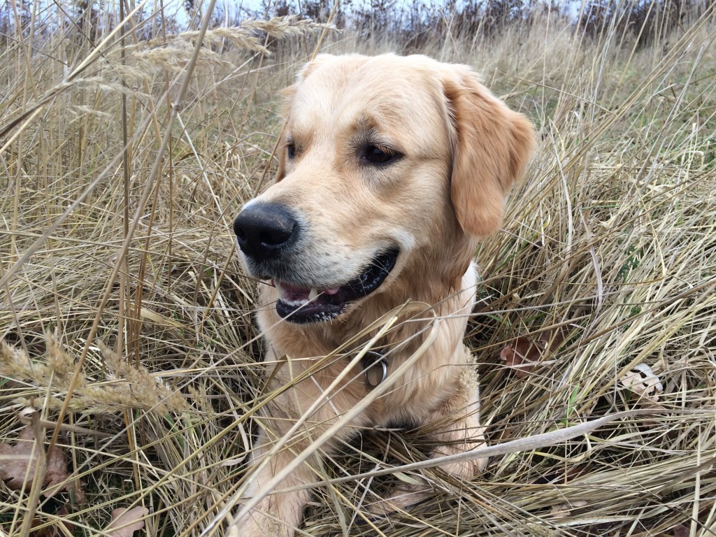 Golden Retriever liegt im Gras