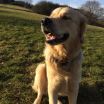 Marley der stolze Golden Retriever Ruede