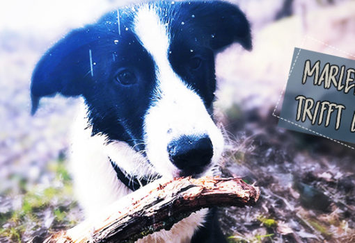 Golden Retriever spielt mit Border Collie