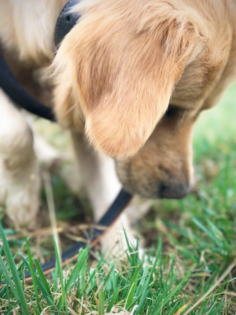 Marley Golden Retriever