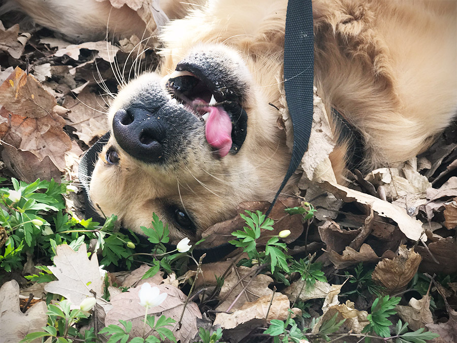 wieder chemische Spot-on Zeckenmittel bei meinem Hund