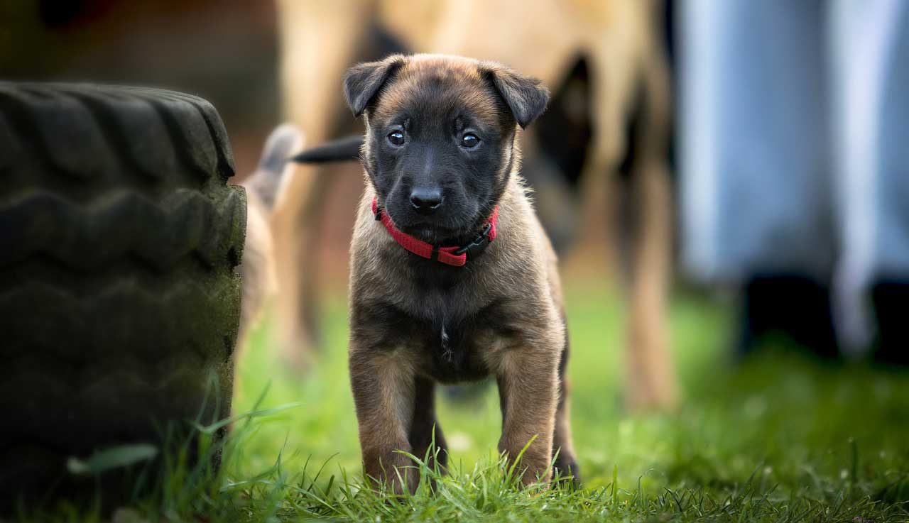 Wenn Der Welpe Kot Frisst In 2 Schritten Zum Anständigen Hund