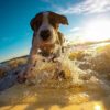 Hund im Meer surfen