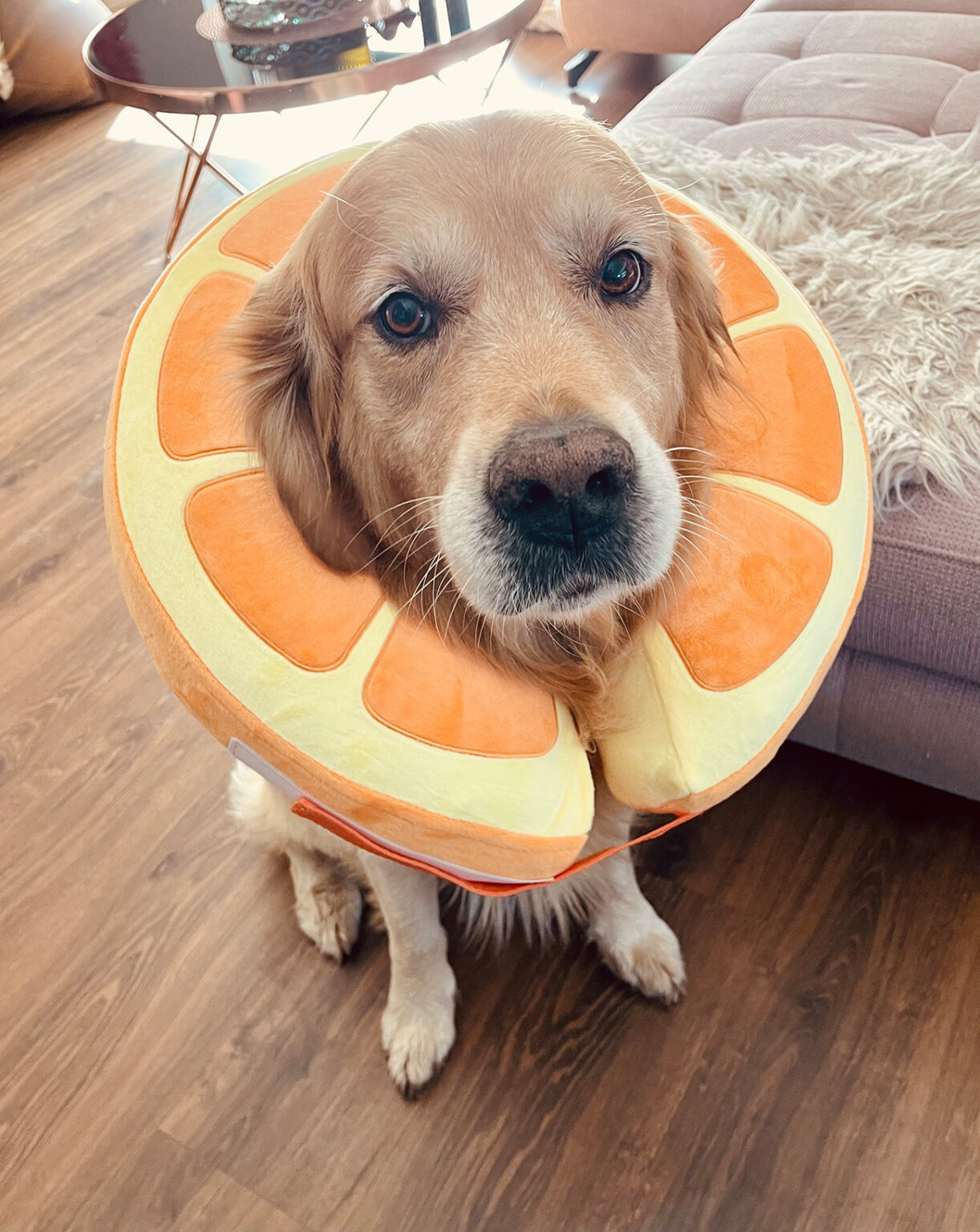 Schockdiagnose Hodenkrebs beim Hund • Couchdogs